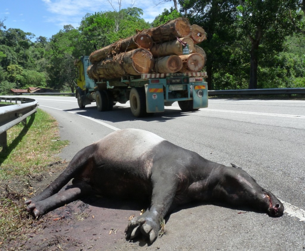 A Malayan Tapir killed in a road accident.